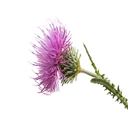 Exploring Causes of Liver Maladies and How Natural Supplements, Such as Milk Thistle, Can Foster Liver Health