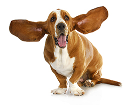 Everything About Ear Infections In Dogs 
