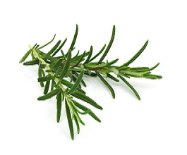 Rosemary and Cognitive Performance: A Natural Boost for the Mind
