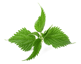 Is Nettle Leaf Good for Kidneys? Unlocking the Benefits of This Powerful Plant