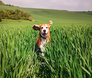 Does a Raw Diet Extend a Dog's Life?