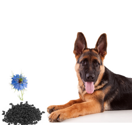 Is Black Seed Oil Good for Animals? A Comprehensive Analysis