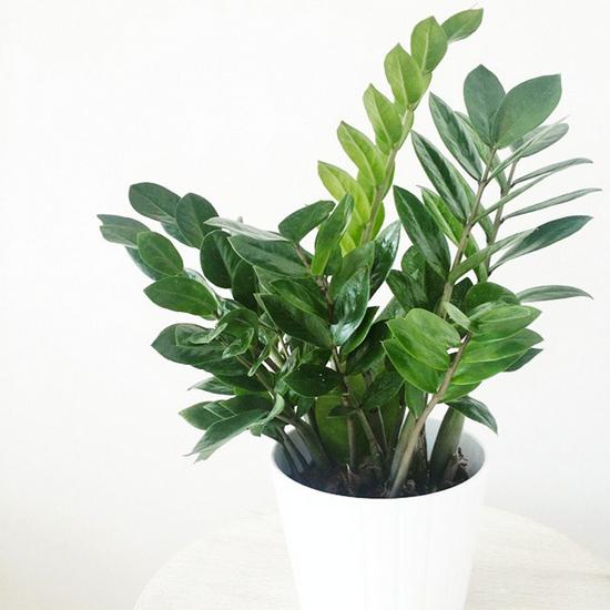 Remove Pollution with the Help of Houseplants